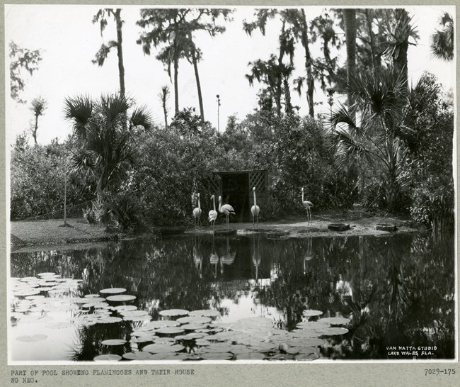 Black and white photograph of flamingos in front of a body of water with Lilly pads ontop. Behind the birds there is a wooden box, and lush thick trees