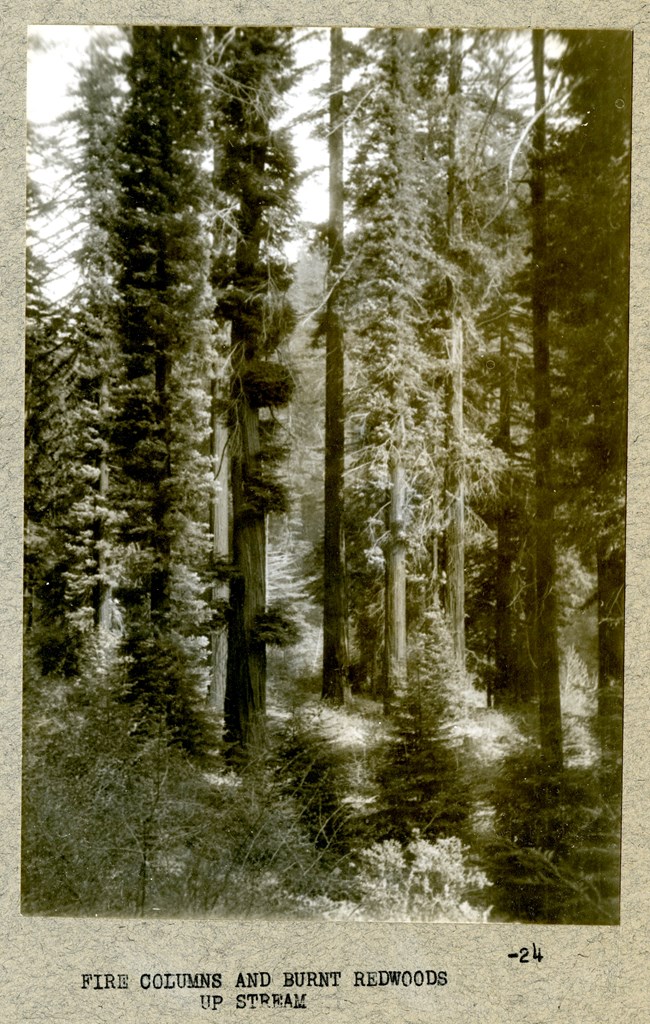 Black and white photograph of stand of trees standing perfectly straight up with small branches covered in leaves going directly out from the tree