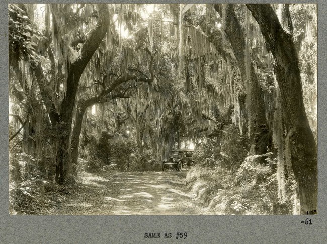 Black and white photograph of road cutting through forest of trees with the trees drooping low over the road, with a car at the end of the road