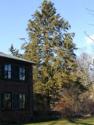 Large tree towers over nearby house
