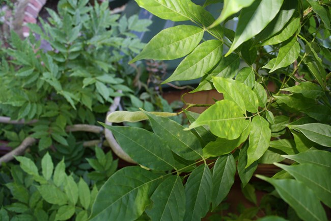 Close up of green leaf against home.