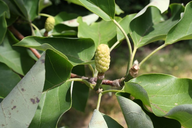 Green leaves with yellow pineapple like bud in middle