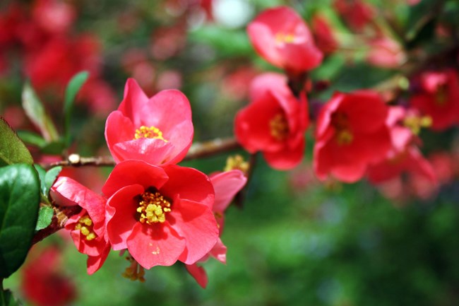 Red flowers on green plant