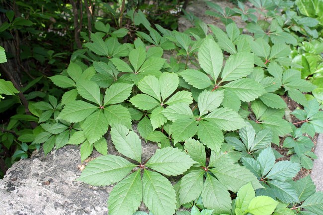 Vine leaves clustered together