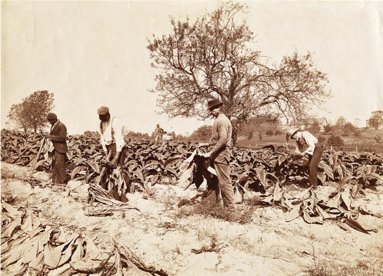 Black and white of people working in field.