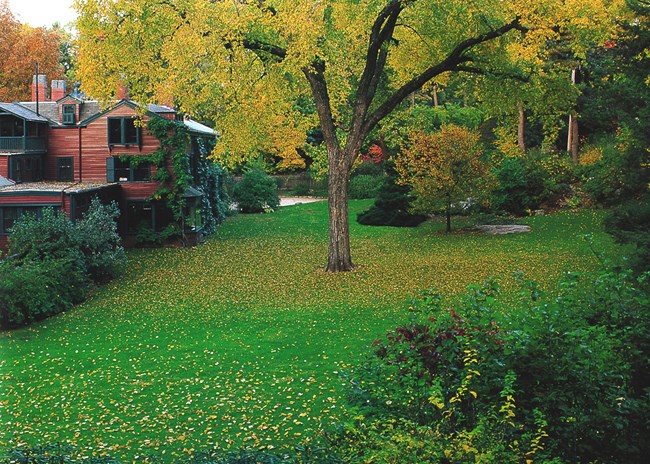 Grassy area with large tree in middle with yellow leaves, some on ground, with marron house on one side of lawn