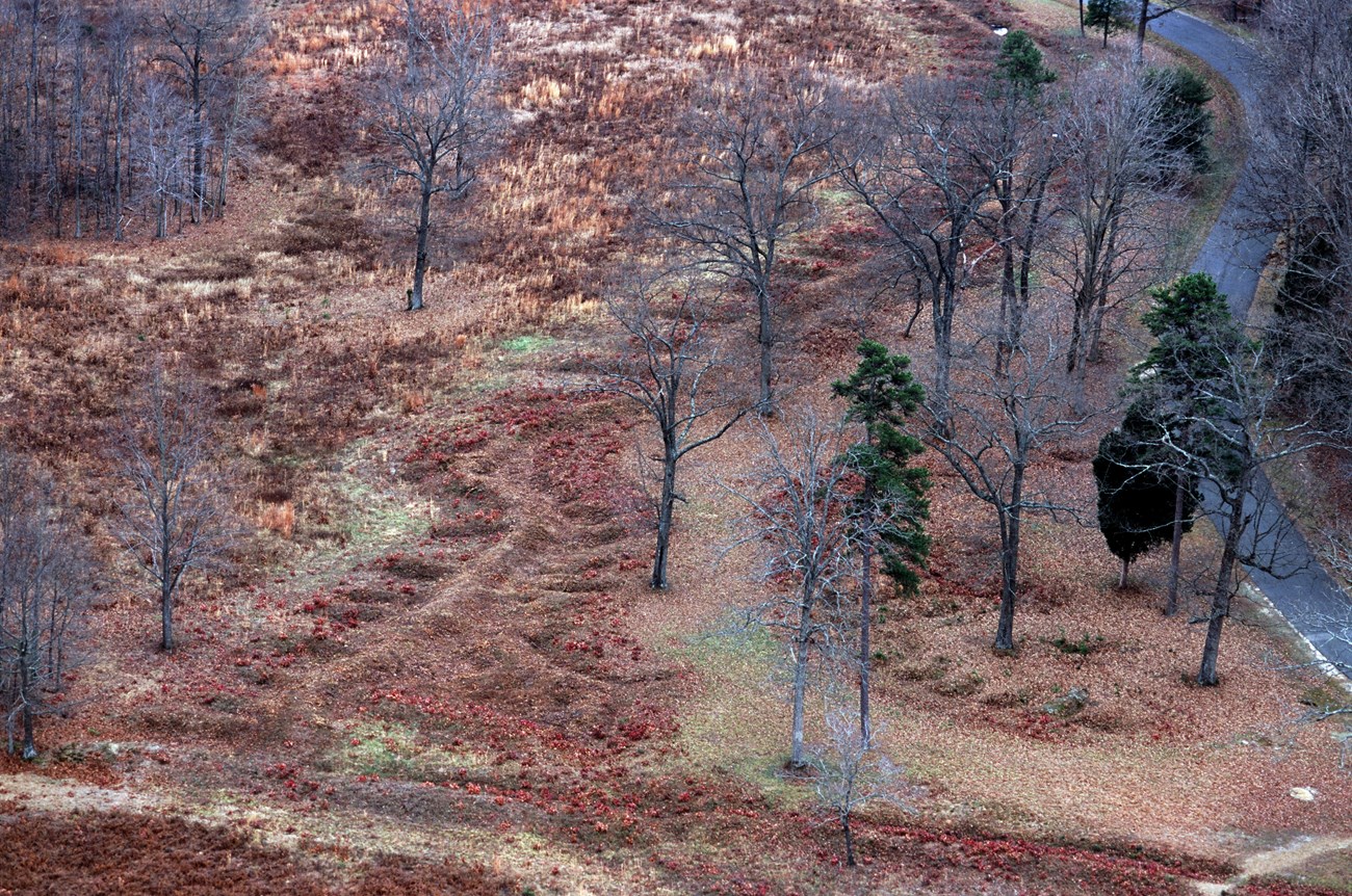 East Angle Spotsylvania Curved mounds of earth with perpendicular mounds coming out of the main line snake through the photo in reddish-brown. Fallen leaves and bare trees surround the earthworks.
