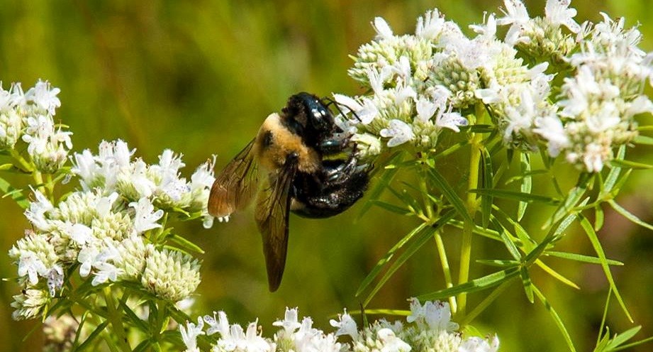 A bumble bee polinates some Narrow Leaved Mountain Mint