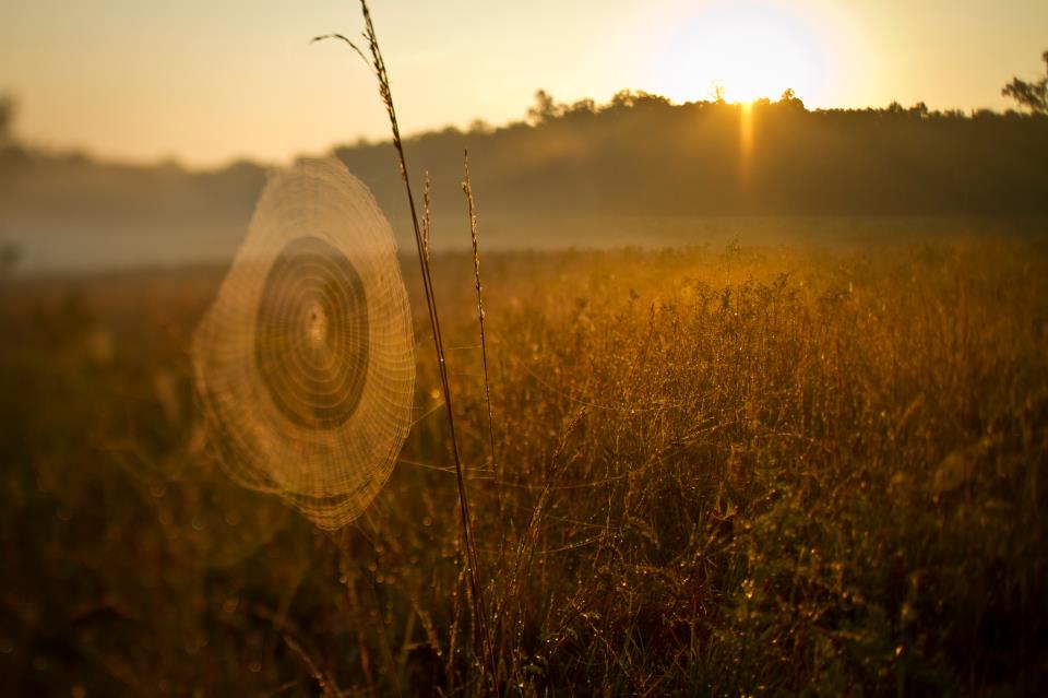 Spider web illuminated by the sunlight with tall grass in background