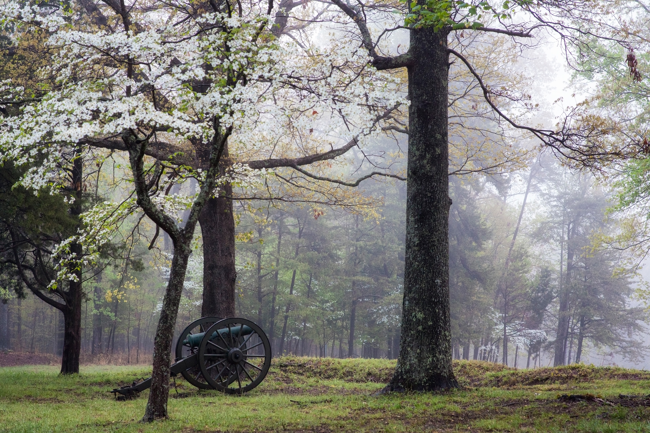 A canon sitting in a foggy field surrounded by blooming dogwood trees.