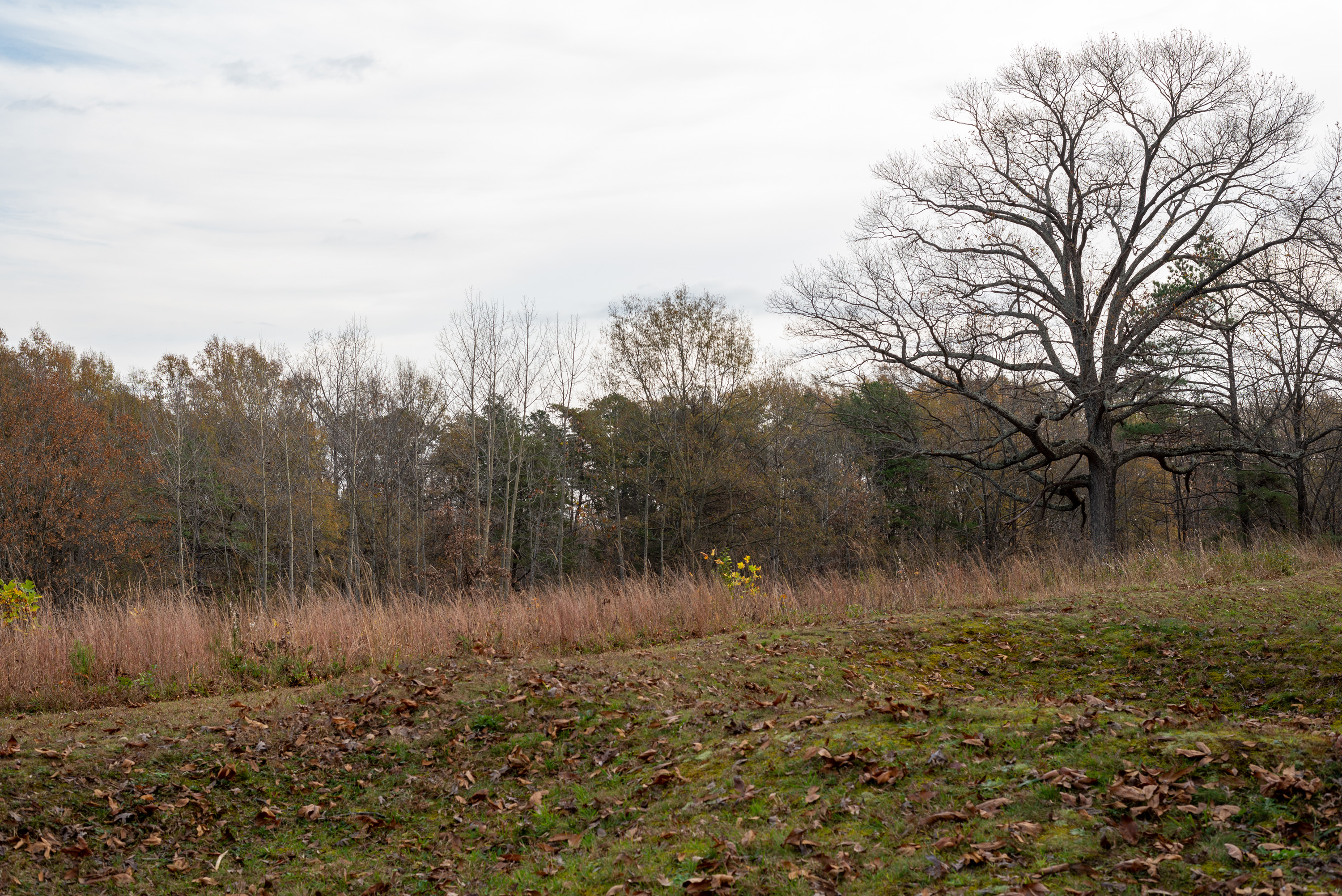 Earthworks in front of a clearing with bare winter forest in the background