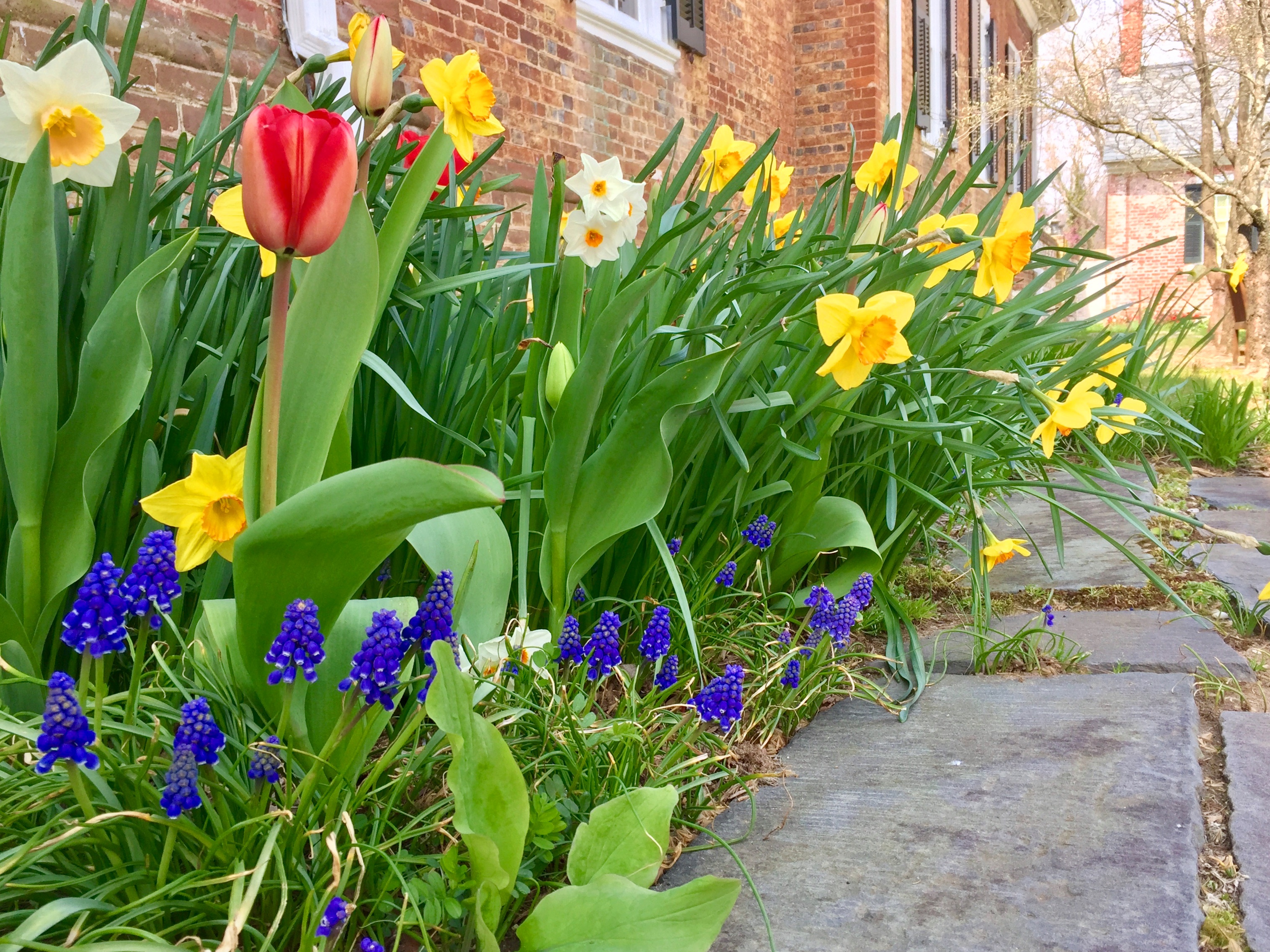 Spring flowers at historic Chatham Plantation on the Fredericksburg Battlefield Brightly colored purple pyramid-shaped flowers grow low to the ground with red tulips and white and gold daffodils sprouting above against a backdrop of historic brick and a slate sidewalk to the right side.