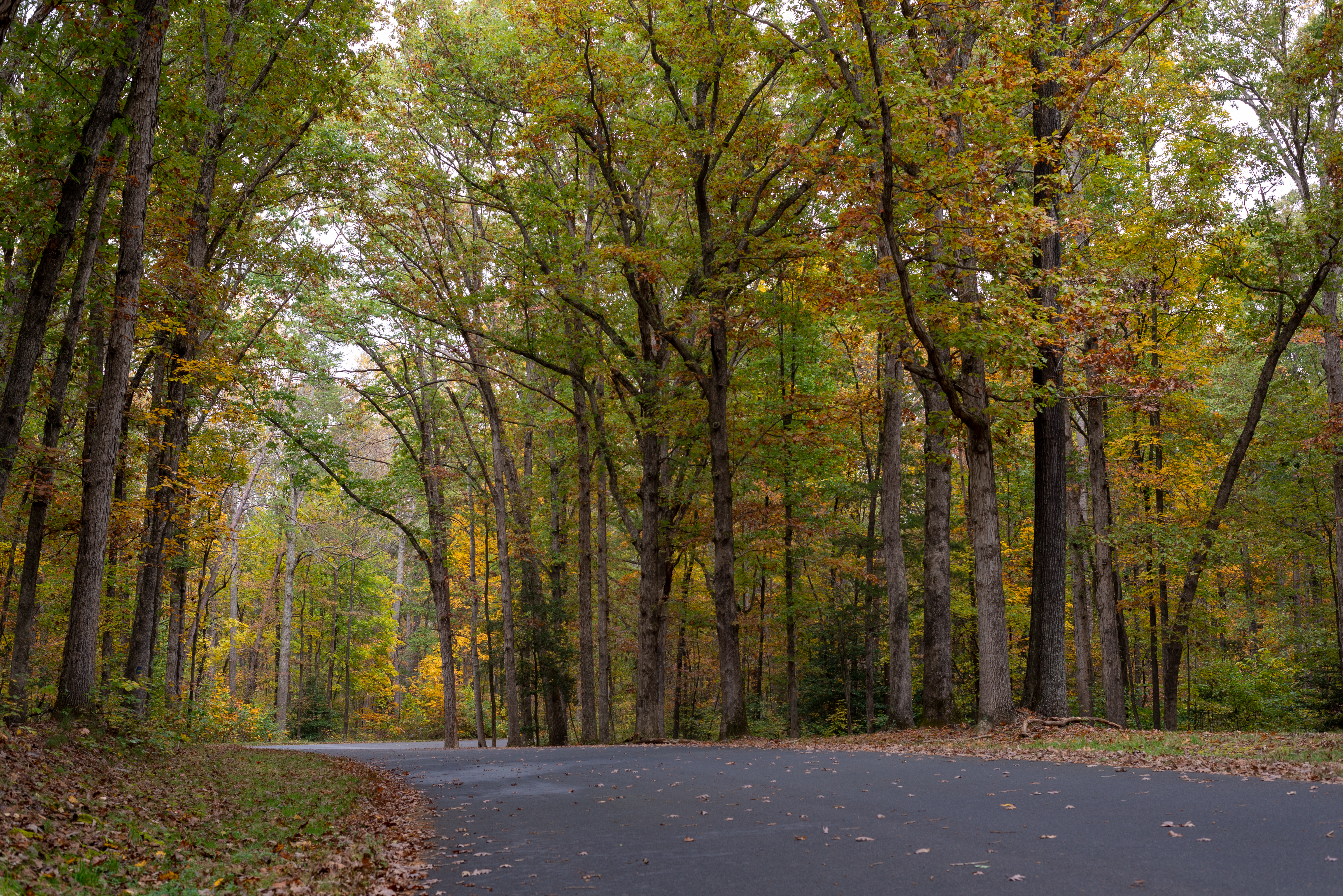 Park Road at Spotsylvania A park road surrounded by trees in fall.