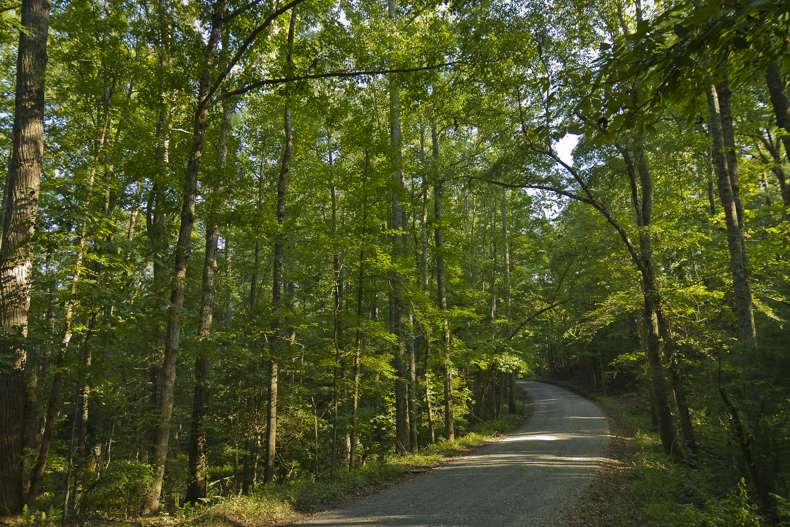 Jackson Trail A gray gravel road winds through trees with bright green leaves.