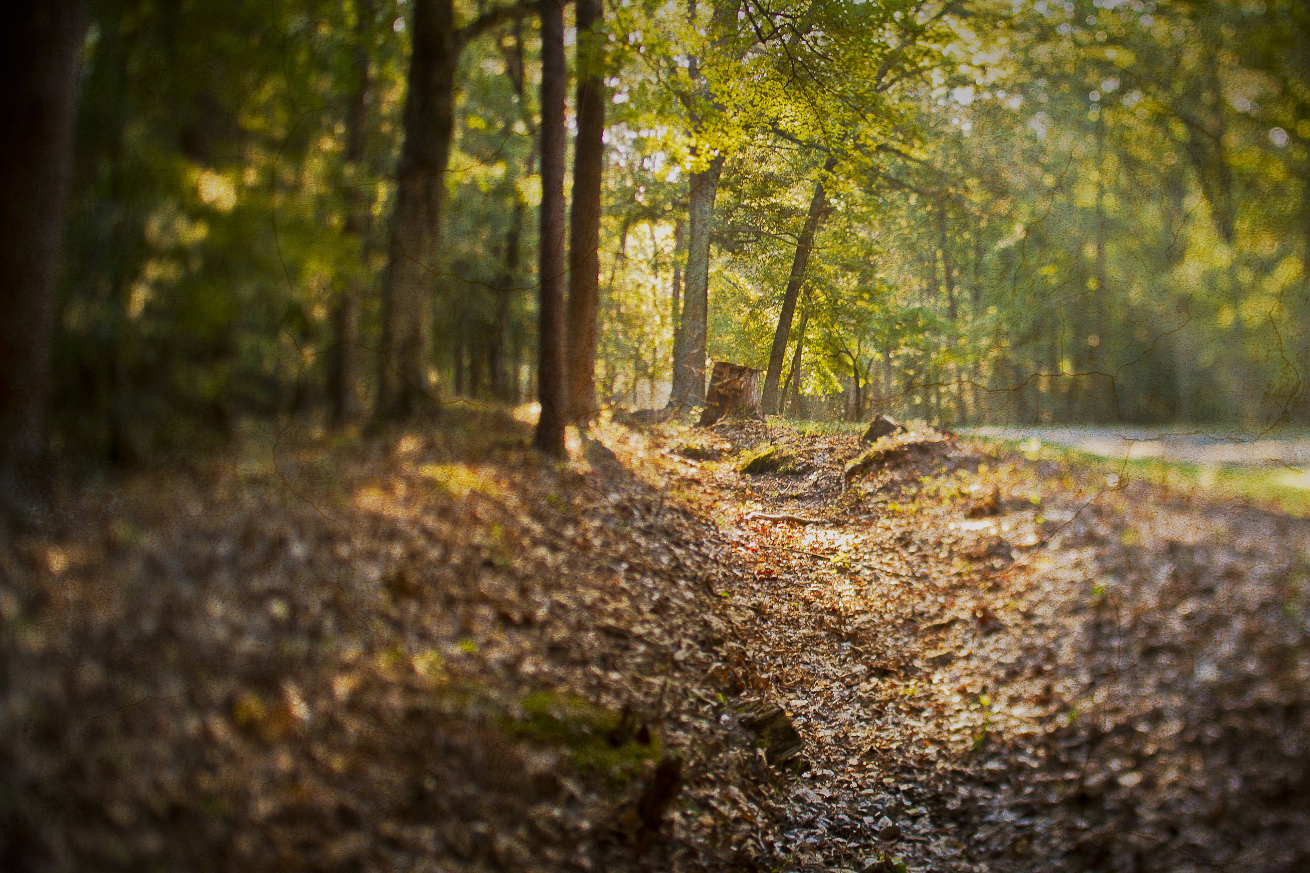 Sun shining through trees on a bed of leaves next to a paved park road