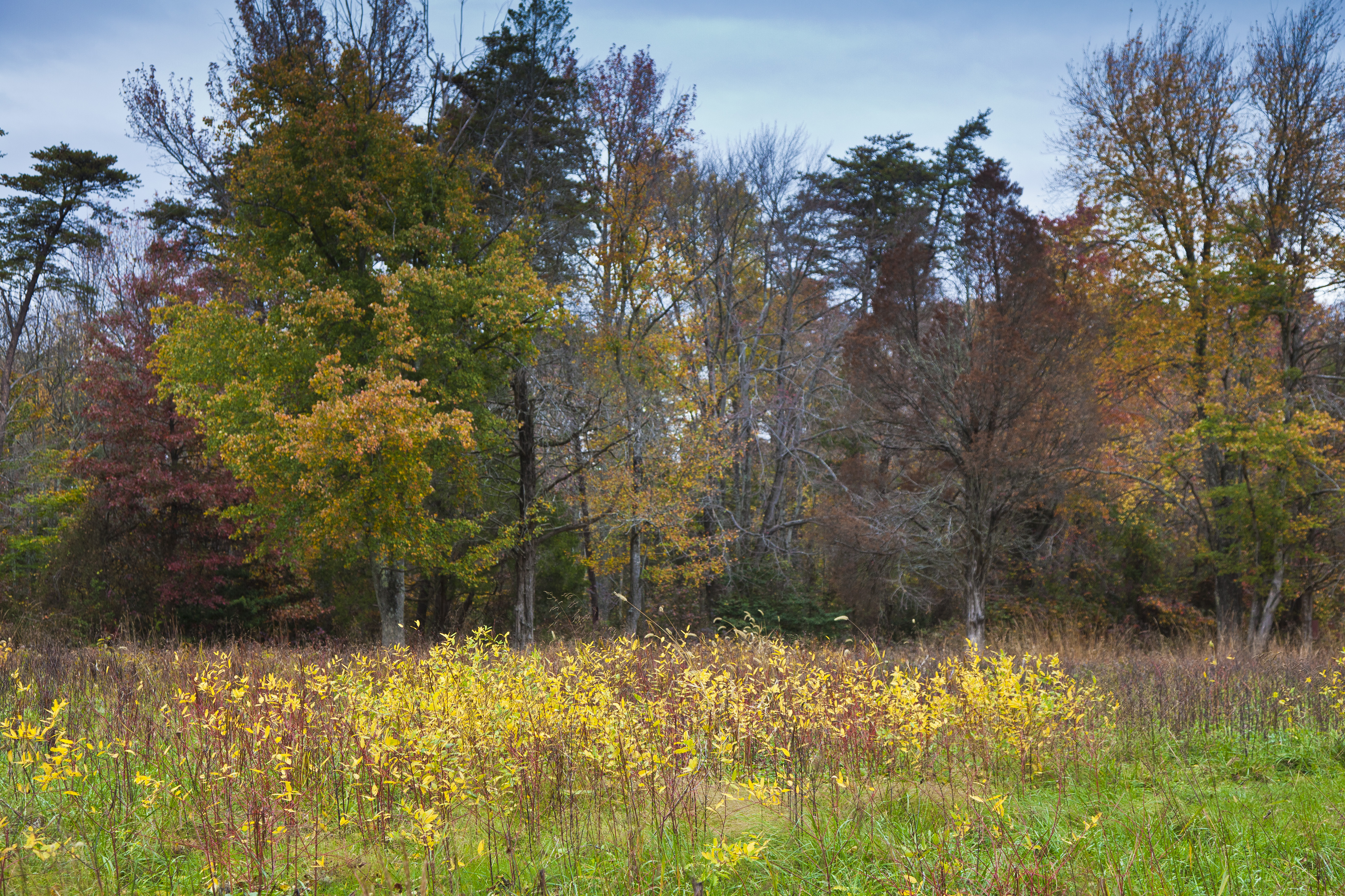 A field in fall, trees in the distance, with high grasses.