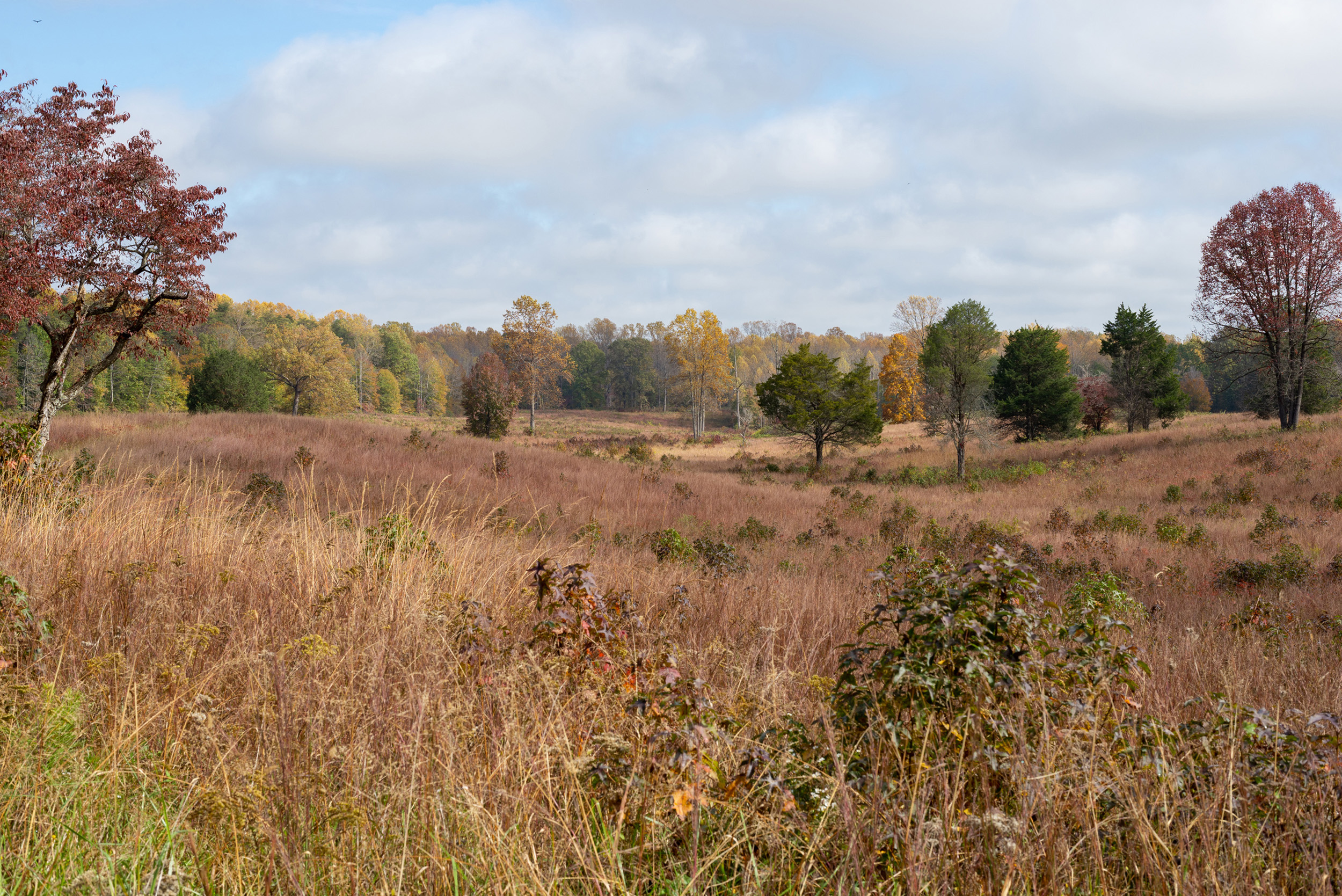 A concave shaped field in fall with a line of trees in the distance.