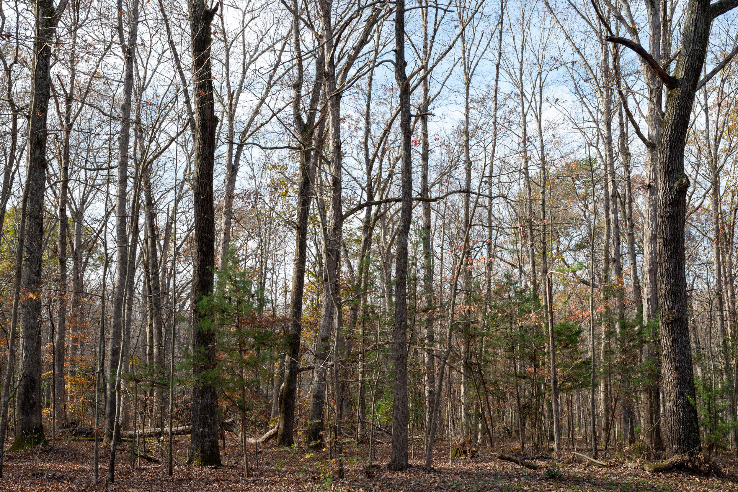 A line of tall, bare trees in winter.