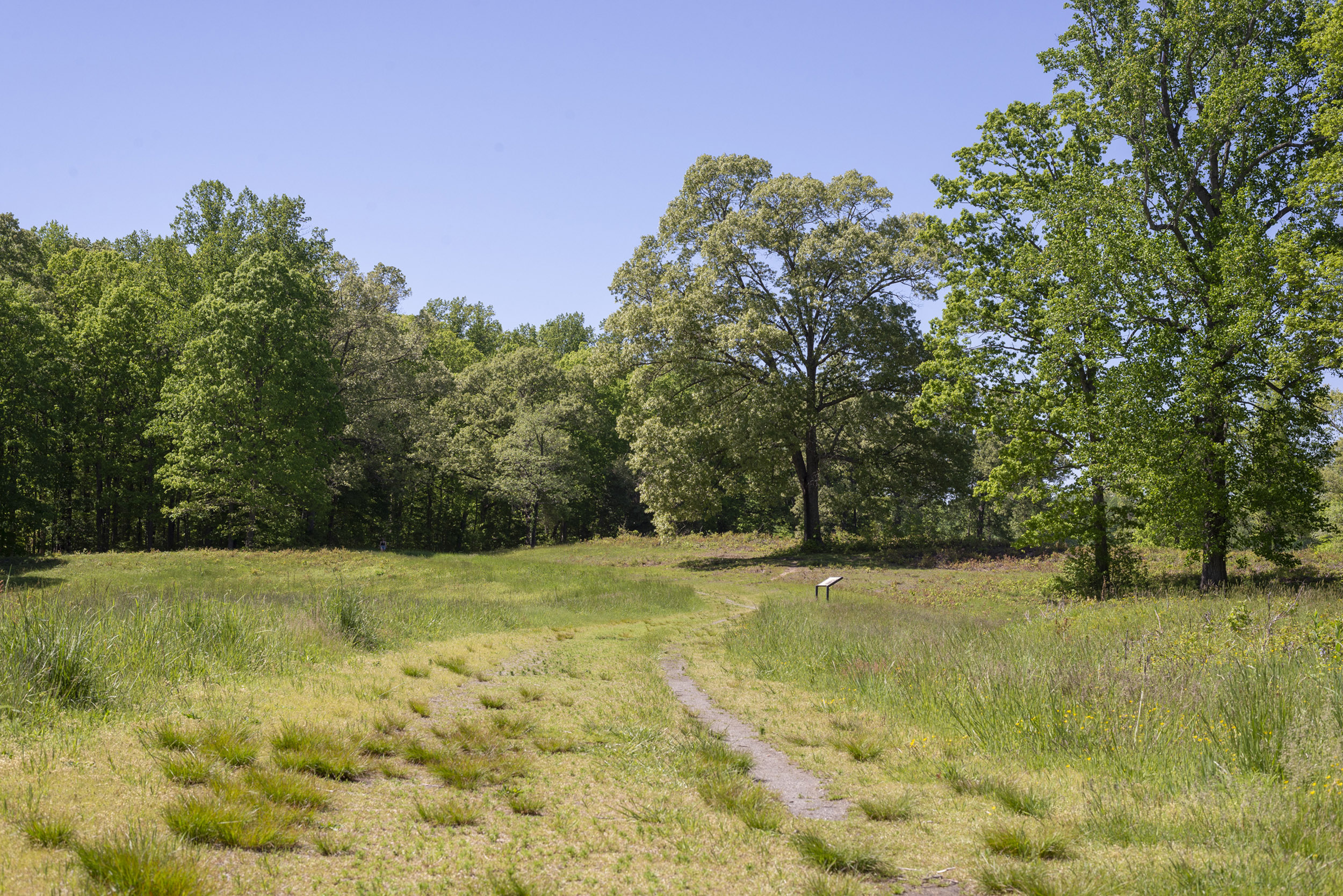 A path with grass growing around it leading to a tree line.
