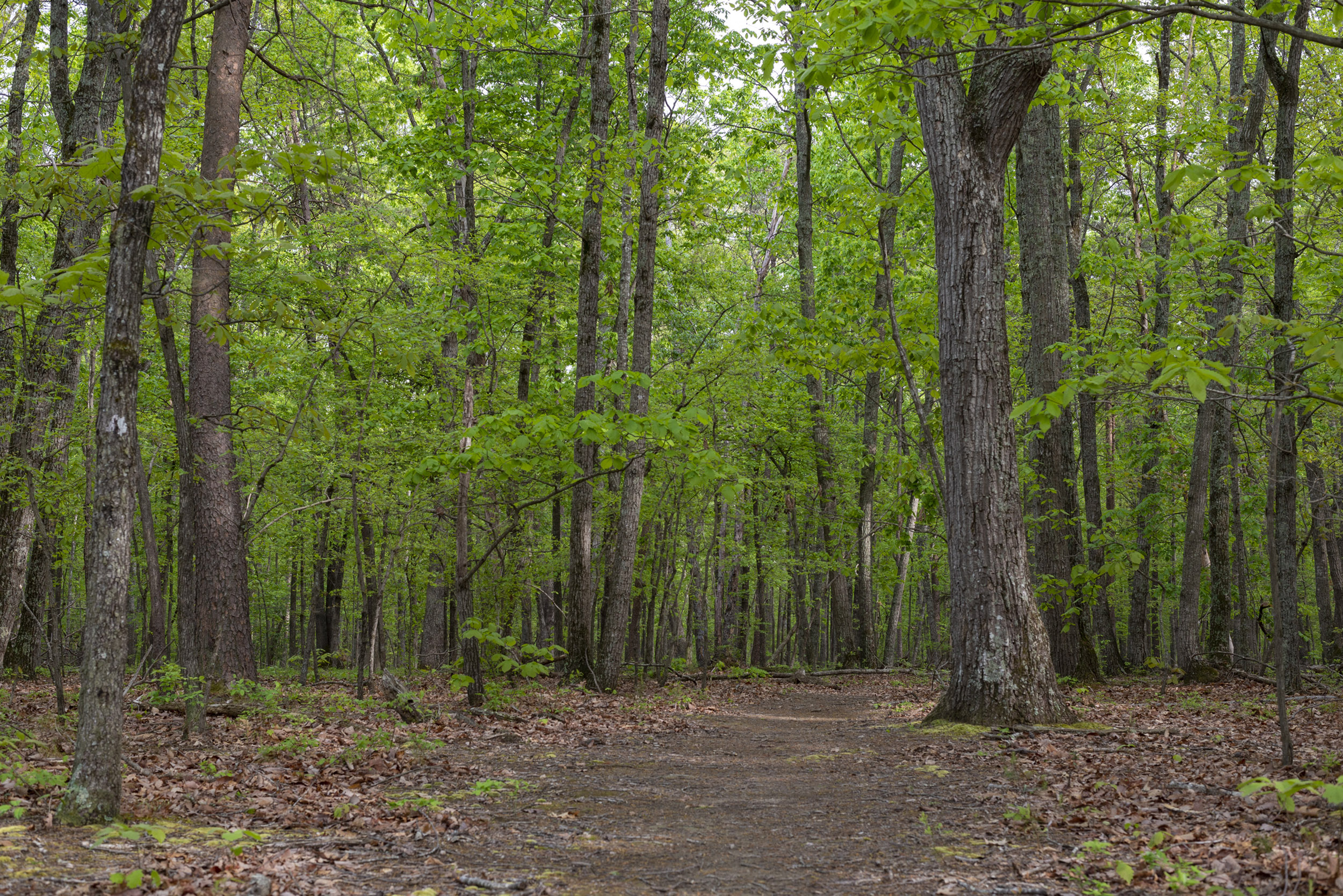 A flat path through the woods.