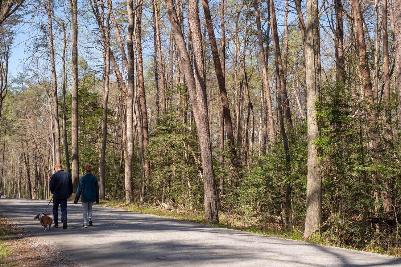 A couple walking a dog along a park road.