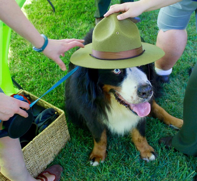 Bernese Mountain Dog on leash sitting in grass and trying on a Junior Ranger hat Bernese Mountain Dog on leash sitting in grass and trying on a Junior Ranger hat