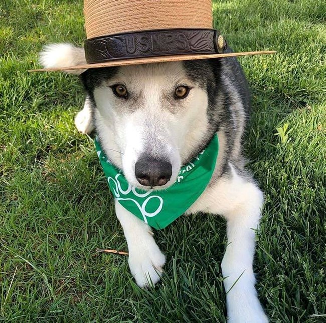 A dog wearing a green bandana and a park ranger flat hat.