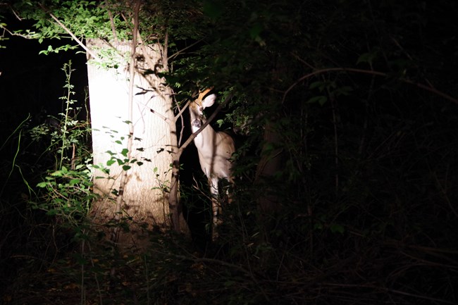 A spotlight is used to view a buck hidden in the woods at night.