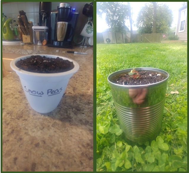 A yogurt container and an aluminum can repurposed as planters.