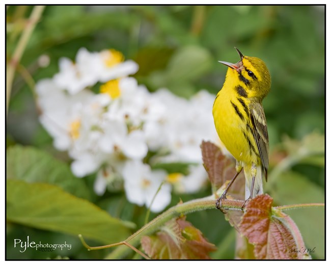 A small, bright yellow bird with black markings, sings its song loud and proud, with its mouth wide open.