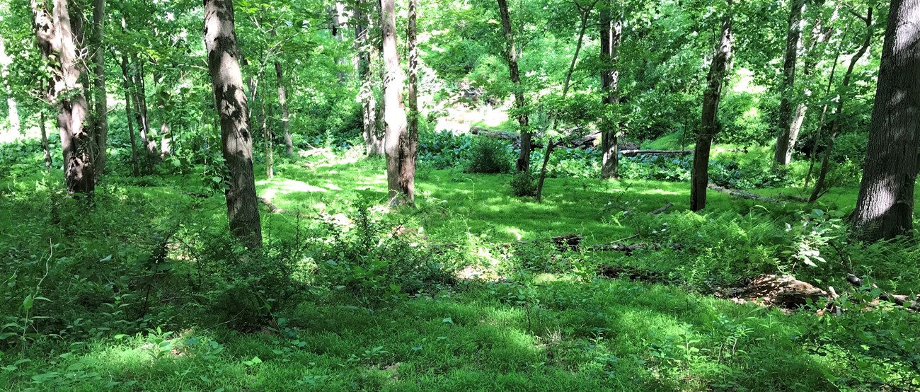 A landscape photo with green ground cover, which looks lush, but is entirely a type of invasive species grass.