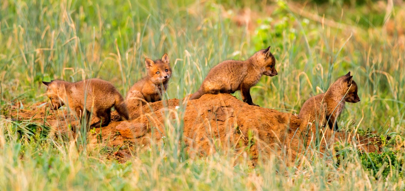 A small group of young red foxes are curious about their surroundings.