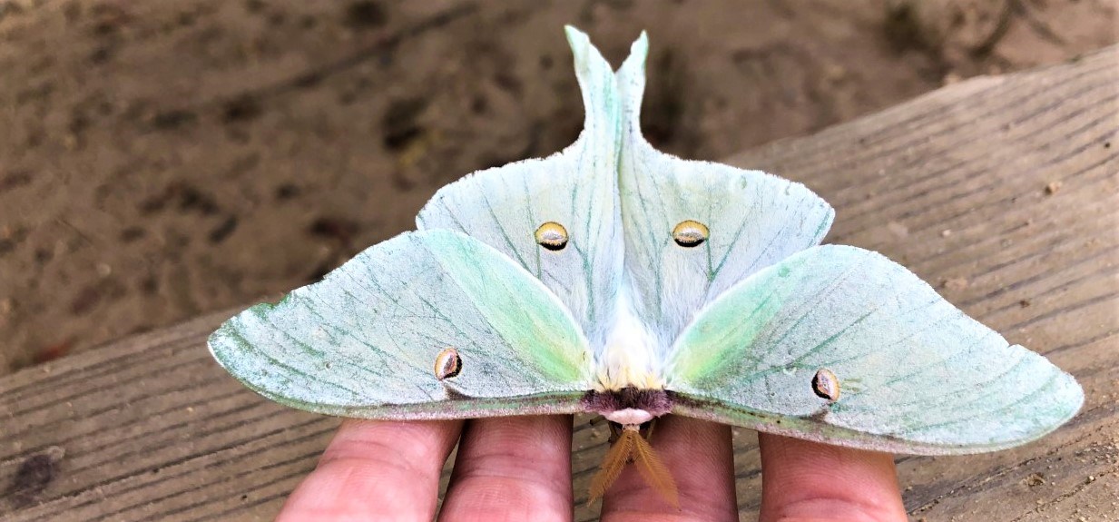 A large, light green moth, with a wingspan of roughly four inches, perches on a person's hand, showing its delicate and detailed features.