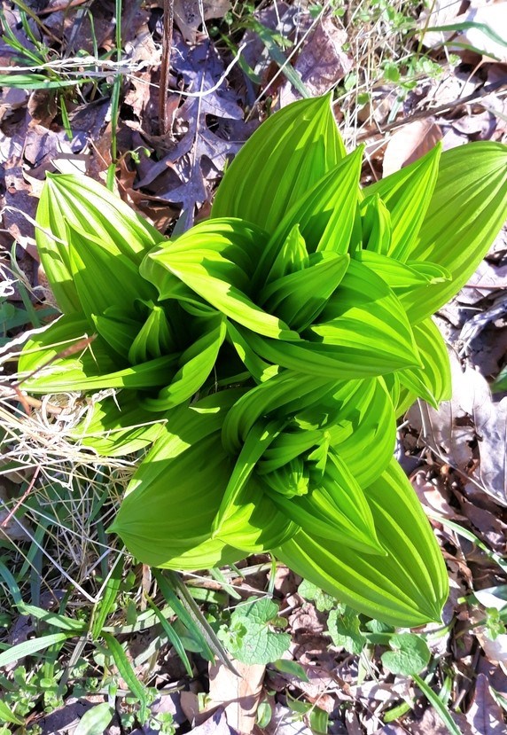 A bright green, leafy plant shooting up between the leaves is a toxic native plant.