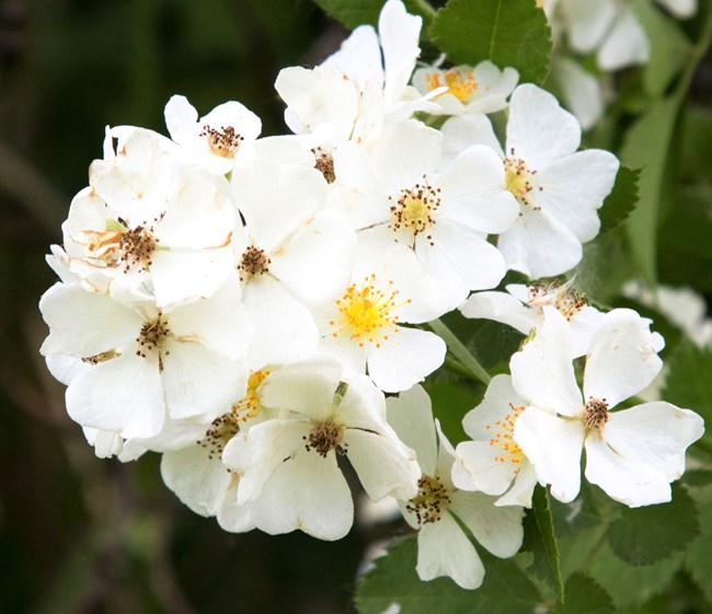 A small cluster of white flowers, each with five, delicate-looking, heart-shaped petals.