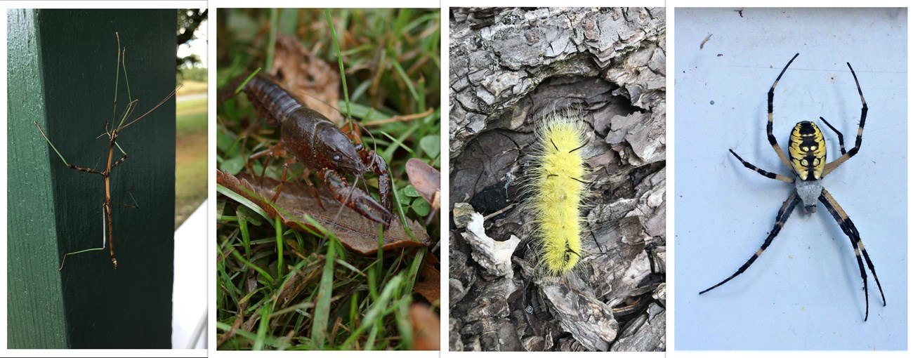 Four linear, zoomed photos of a stick-like bug, with it's segmented limbs; a rusty-colored crayfish; a small, bright yellow caterpillar with black spikes; and a yellow garden spider with symmetrical yellow patterns on its black abdomen.