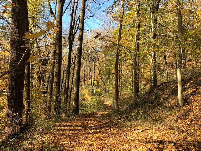 Fall foliage looking down a wooded trail