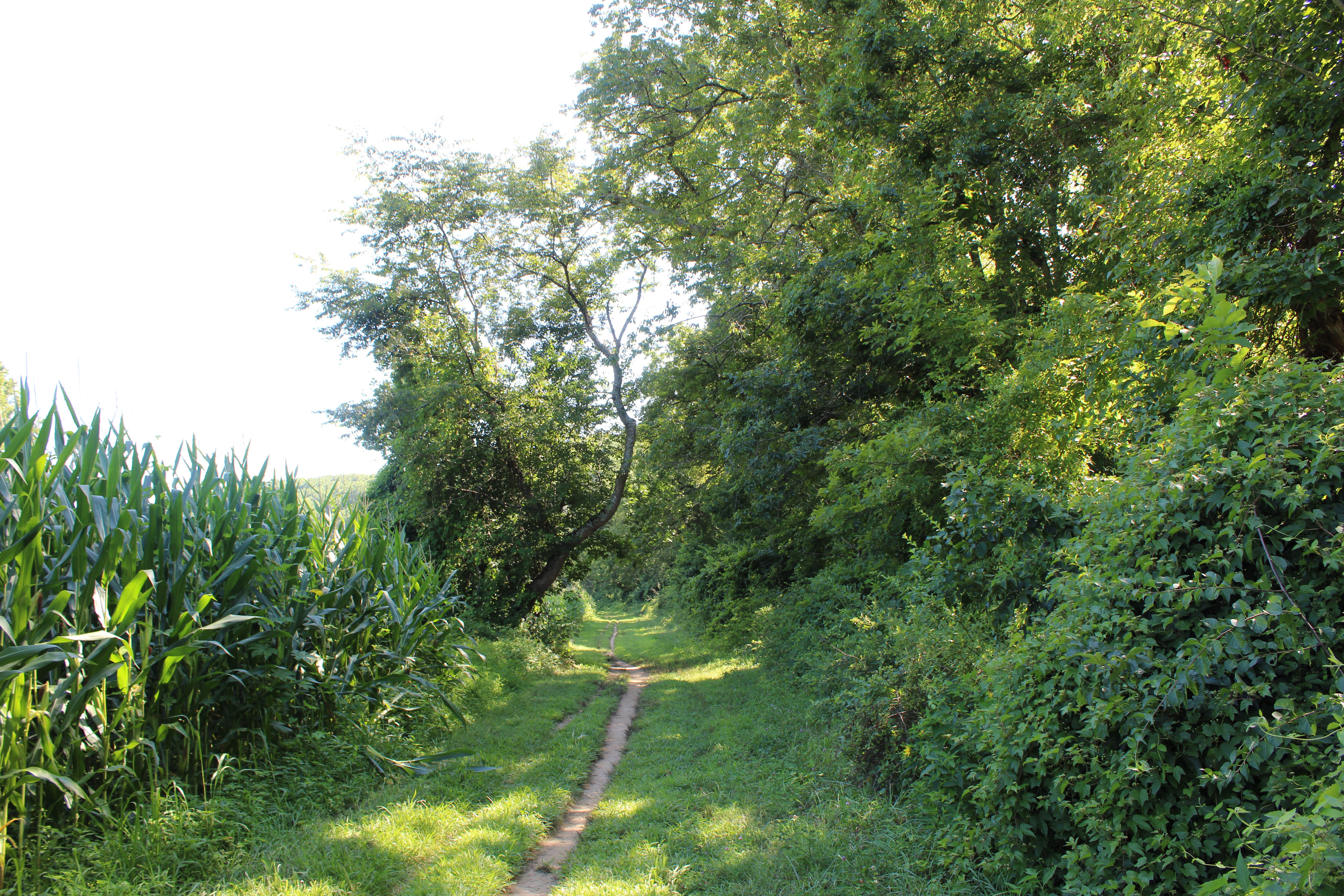 Trail with green corn field on the right and green trees and srhubs on the left.