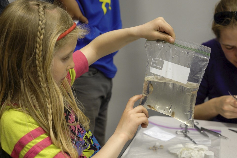 Identifying species in Anaktuvuk Pass, 2016 Bioblitz