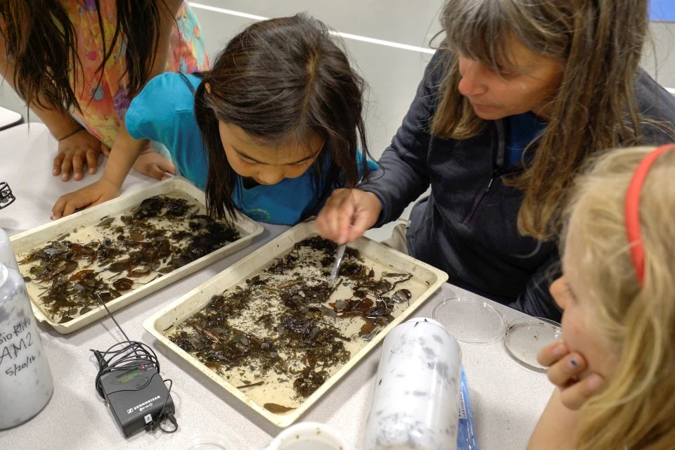 Identifying species in Anaktuvuk Pass, 2016 Bioblitz