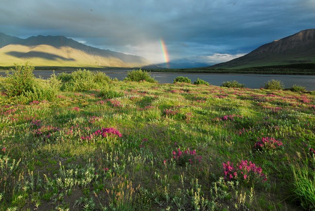 Rainbow over Noatak River and dwarf fireweed in foreground