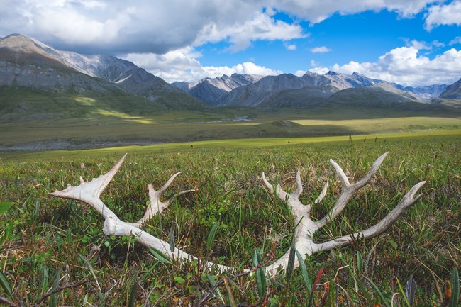 Caribou antler lying on the tundra in a mountainous valley