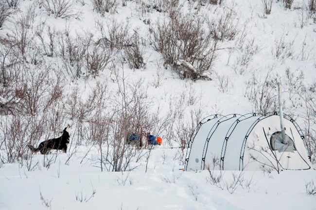 A sled dog left in camp for the day howls in disagreement