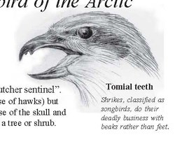 A naturalist's sketch of a northern shrike.
