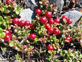 Lowbush cranberries