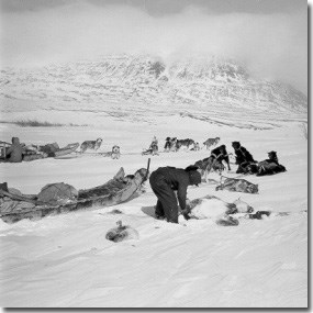 Nunamiut hunters working on caribou in winter