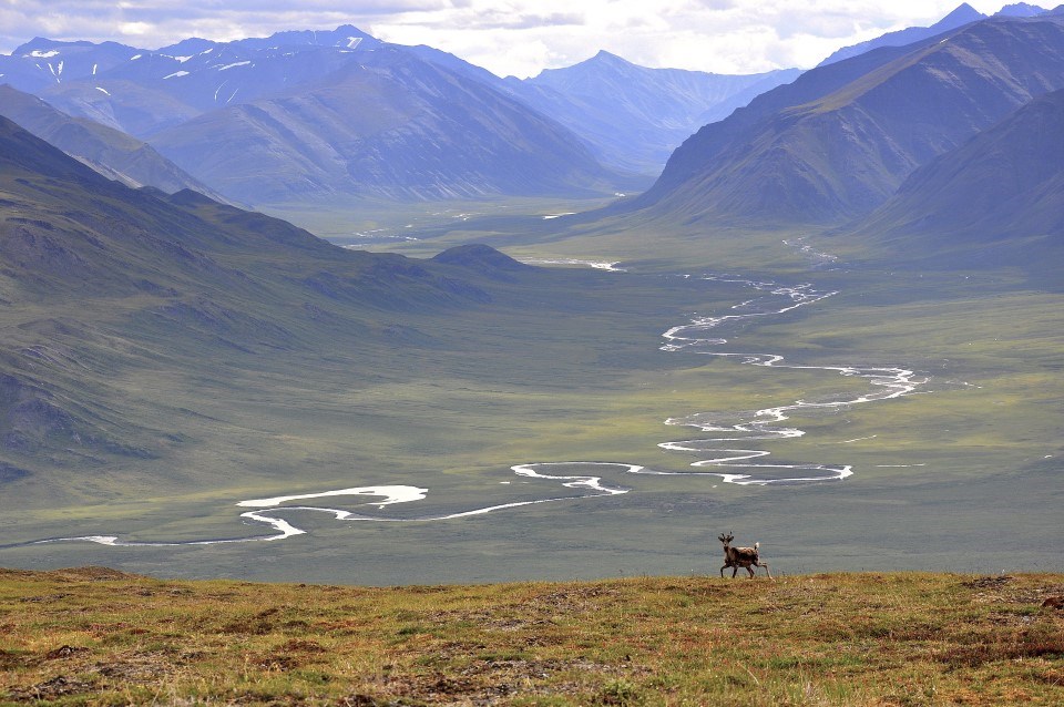 A caribou on a mountainside with a river valley background