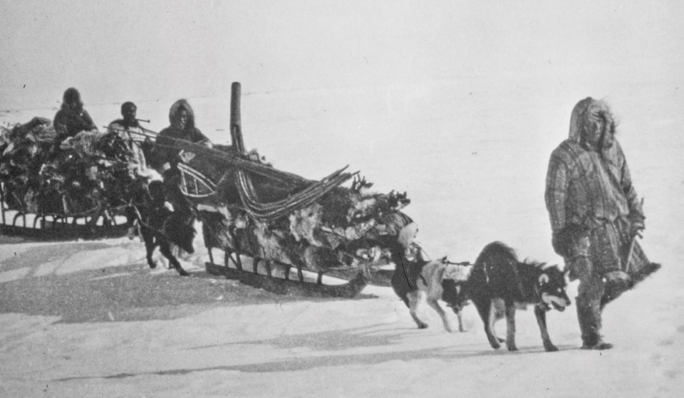 Historic photo of Alaska Natives using dogs and sleds to transport caribou hides in the Brooks Range