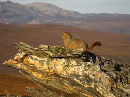 Ground Squirrel Ground Squirrel