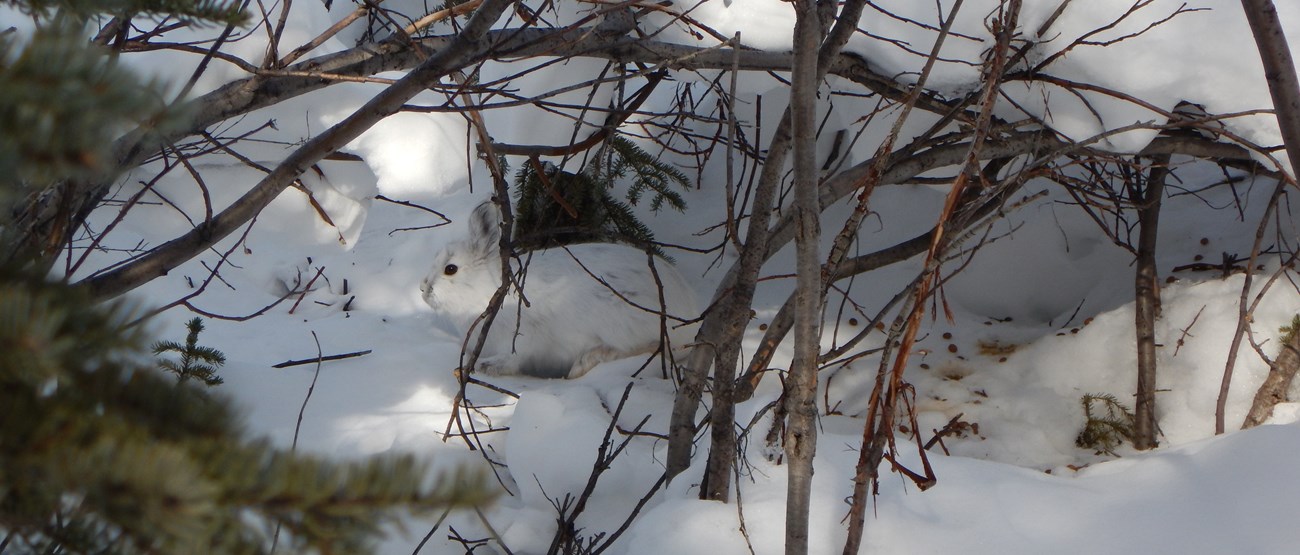 A winter-white snowshoe hare attempting to hide in brush